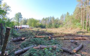 Вирубку лісу зняли з безпілотника.  Причетні особи встановлюються